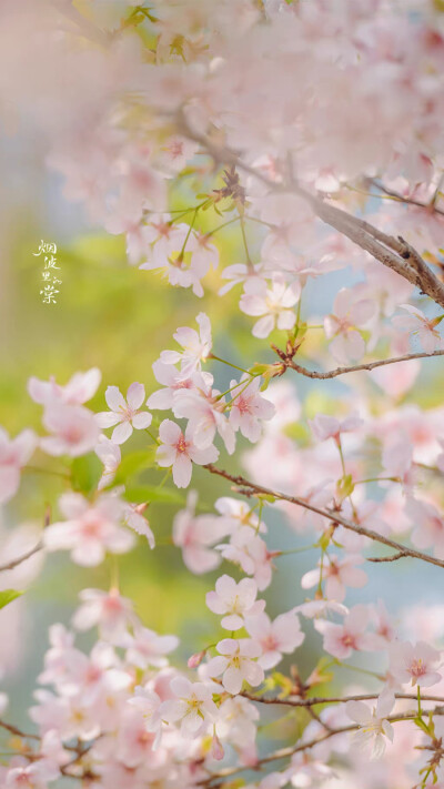 “今年春天想要尝试什么事情？”
“和花一起被春天灌醉。”
——三用 ​​​
大渔樱
晚安.