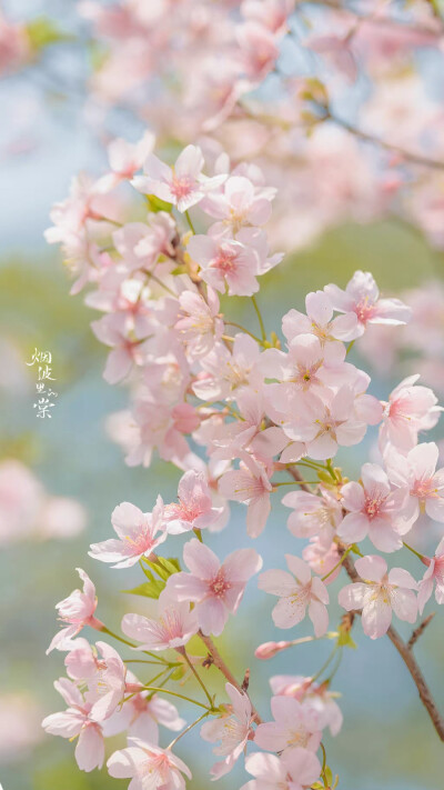 “今年春天想要尝试什么事情？”
“和花一起被春天灌醉。”
——三用 ​​​
大渔樱
晚安.