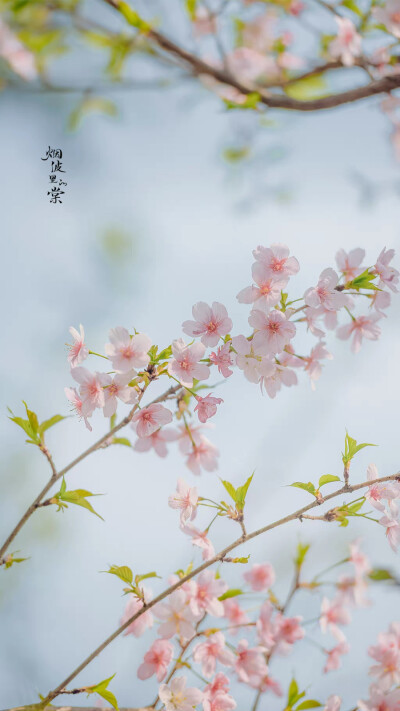 “今年春天想要尝试什么事情？”
“和花一起被春天灌醉。”
——三用 ​​​
大渔樱
晚安.