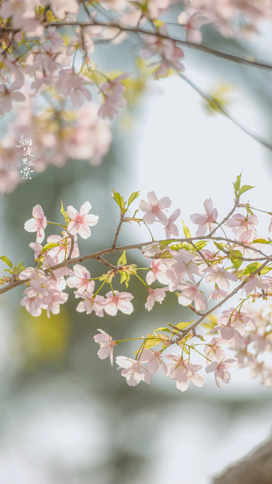 “今年春天想要尝试什么事情？”
“和花一起被春天灌醉。”
——三用 ​​​
大渔樱
晚安.