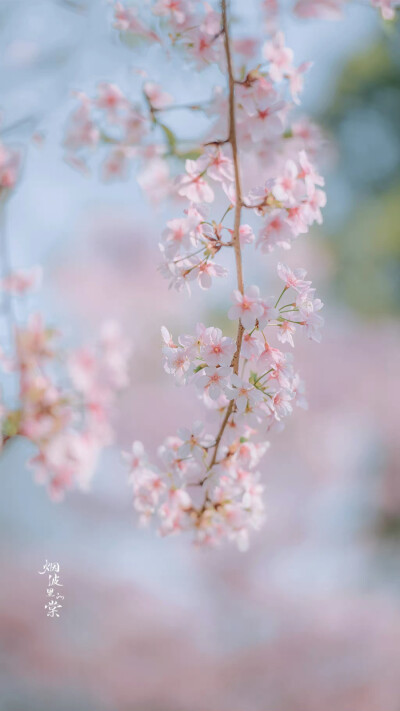 “今年春天想要尝试什么事情？”
“和花一起被春天灌醉。”
——三用 ​​​
大渔樱
晚安.