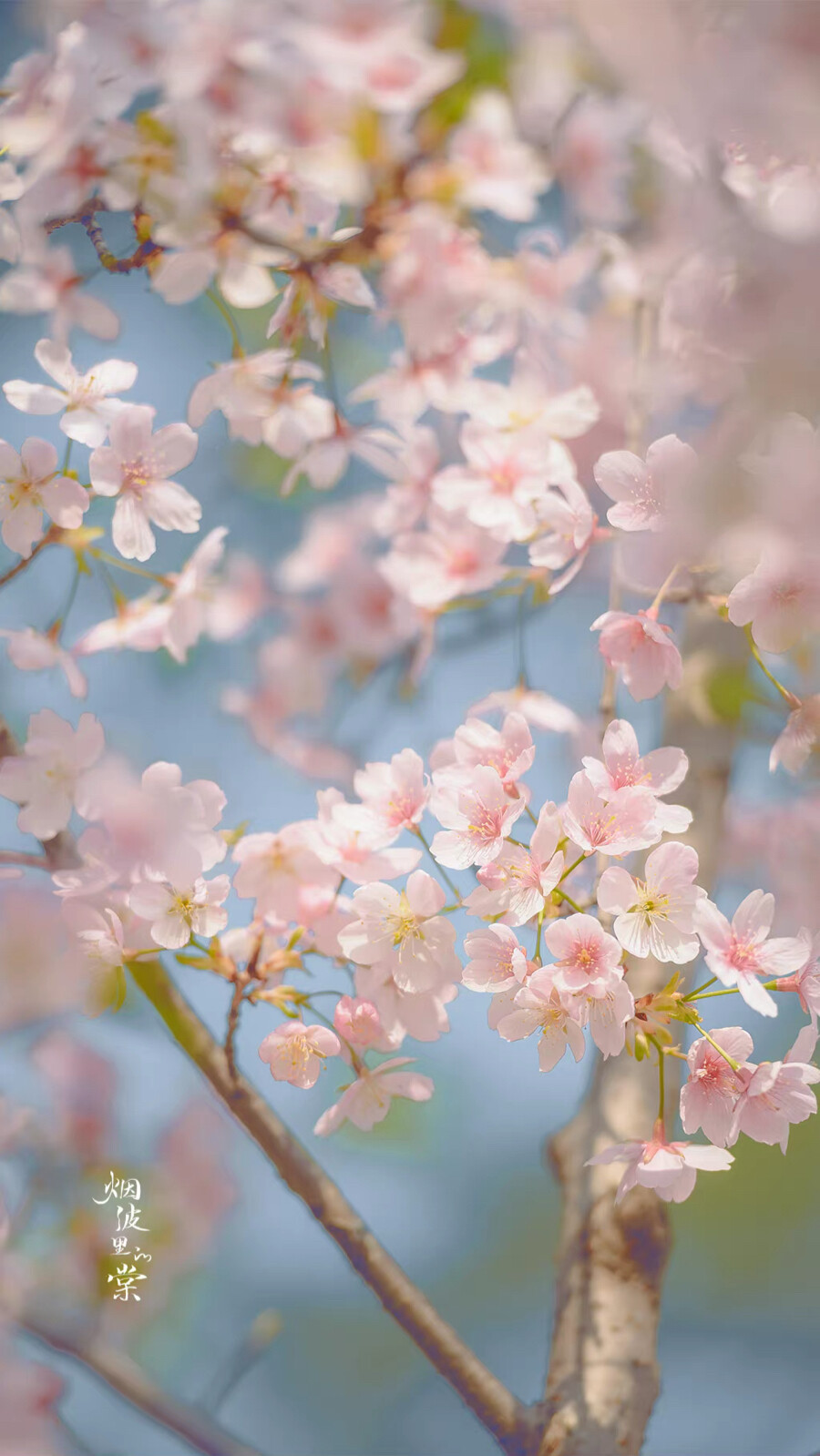 “今年春天想要尝试什么事情？”
“和花一起被春天灌醉。”
——三用 ​​​
大渔樱
晚安.