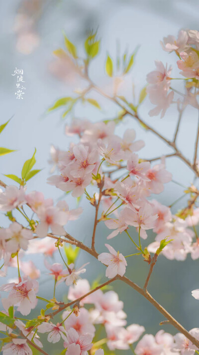 “今年春天想要尝试什么事情？”
“和花一起被春天灌醉。”
——三用 ​​​
大渔樱
晚安.