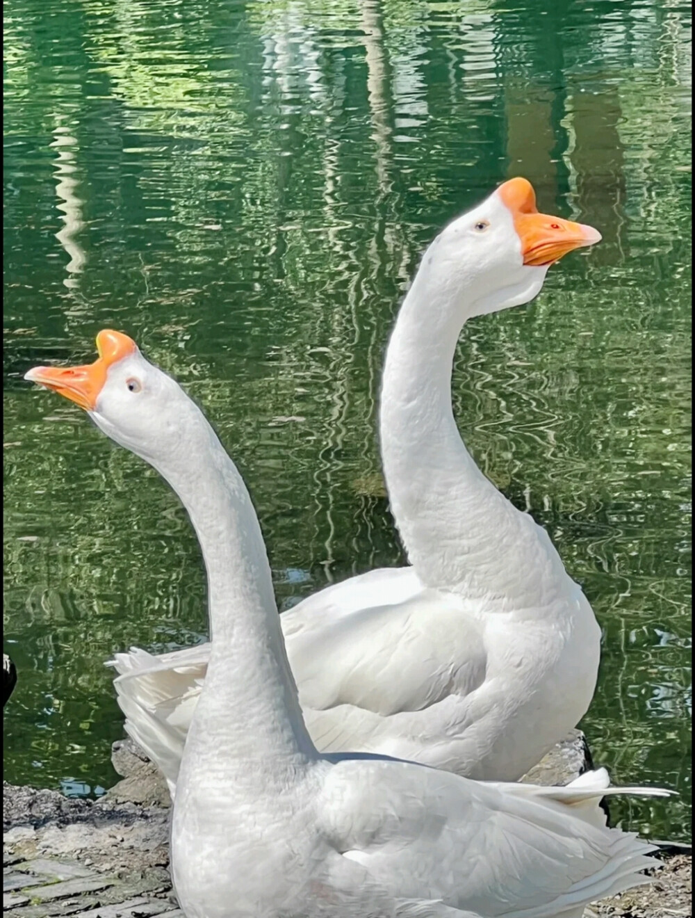 春不晚
白毛浮绿水，红掌拨清波