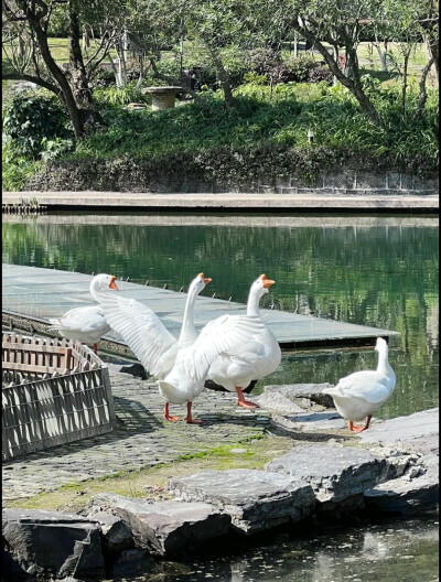 春不晚
白毛浮绿水，红掌拨清波