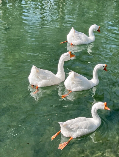 春不晚
白毛浮绿水，红掌拨清波