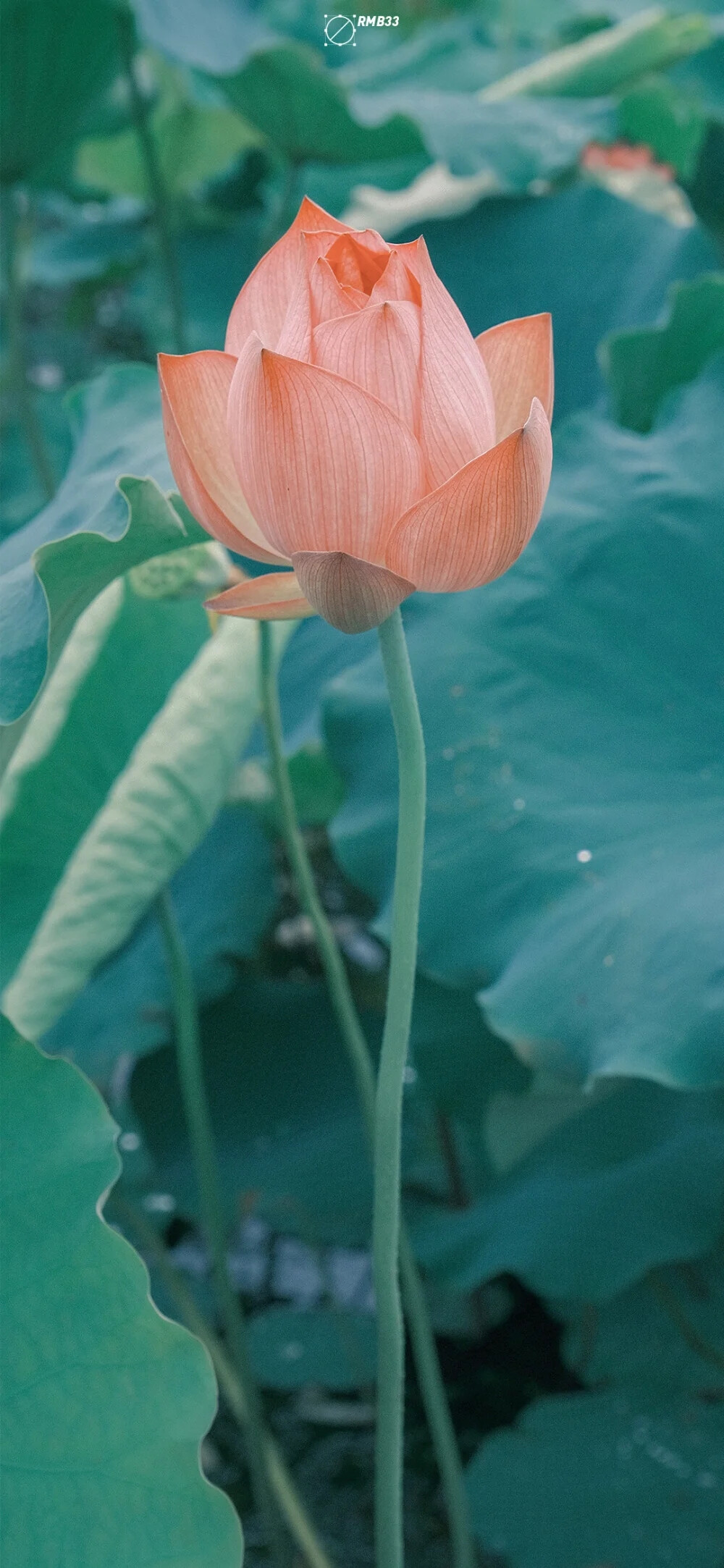 哥哥说的可当真，你说的这些，可莫要忘了，若是今日寻我开心，他日便忘了去，可真真的使我平白伤心了。最讨厌网络乞丐了，想吃星期四疯狂肯德基的不会自己买吗，什么都伸手要，觉得我说的对的请给我点一份。