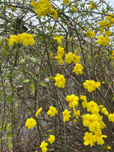 迎春花