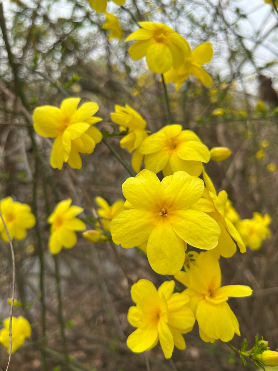 迎春花