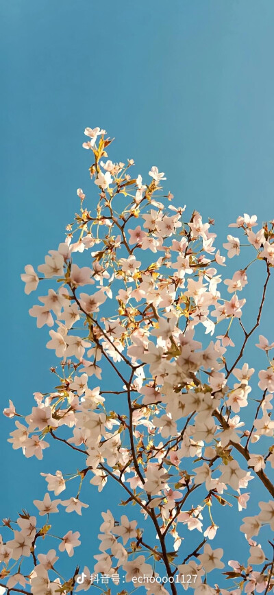 春暖花开