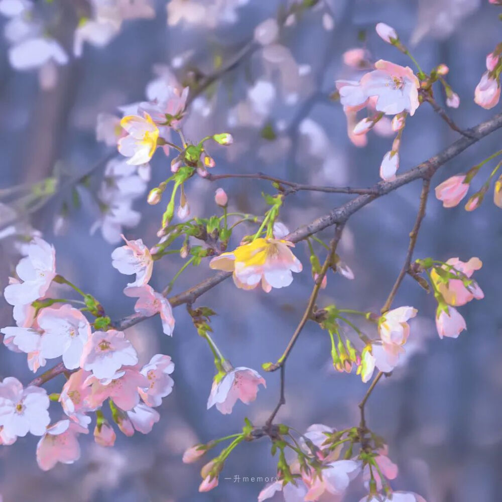 背景图 （花花）