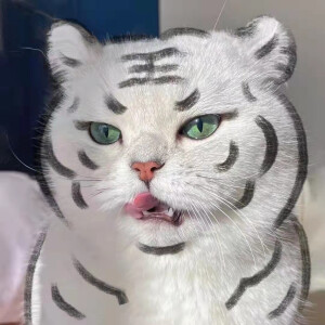 猫咪头像