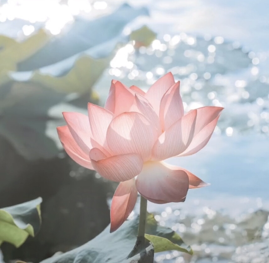 美丽的高质量荷花头像