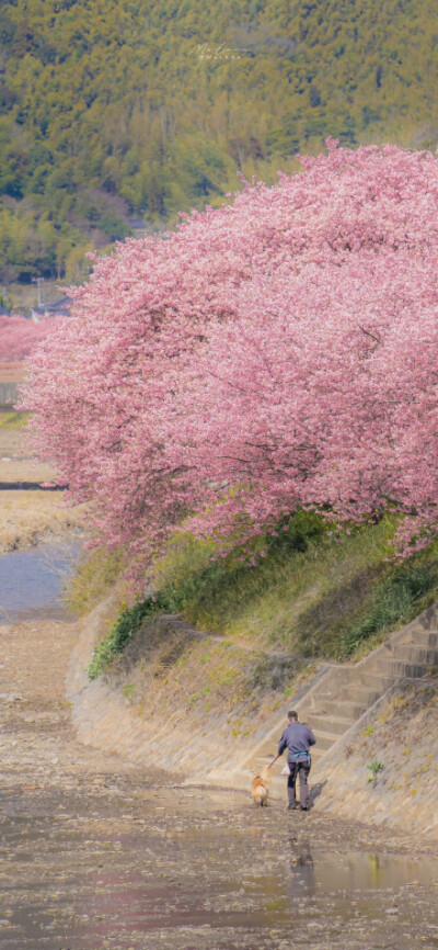 只有日本