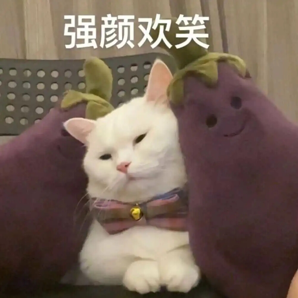 猫咪表情包