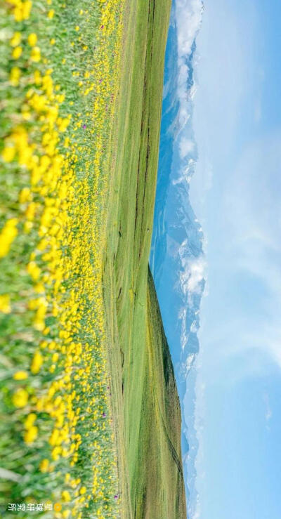 伊犁谷地喀拉峻草原的花海，人称五花草原，摄影师@万瑞