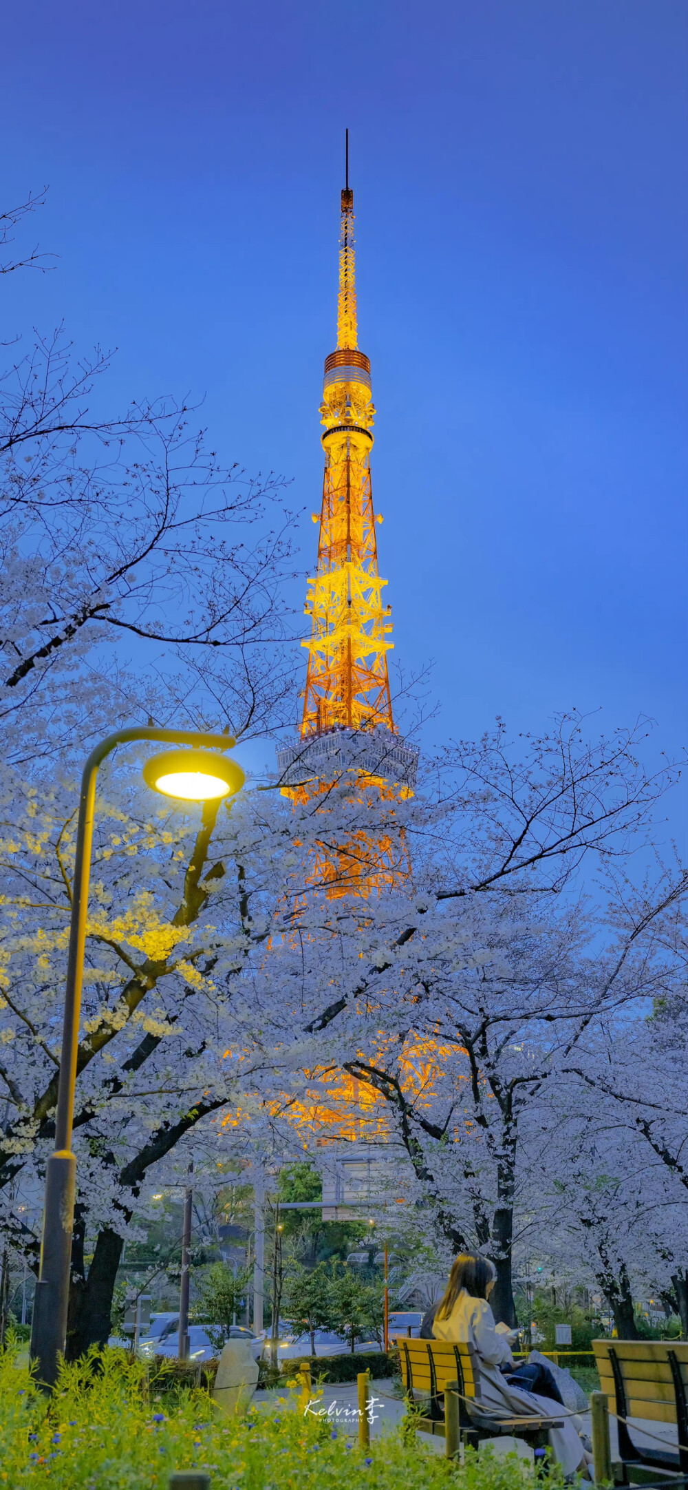 开满樱花的季节,风中也带着甜味 摄影:@kevin李