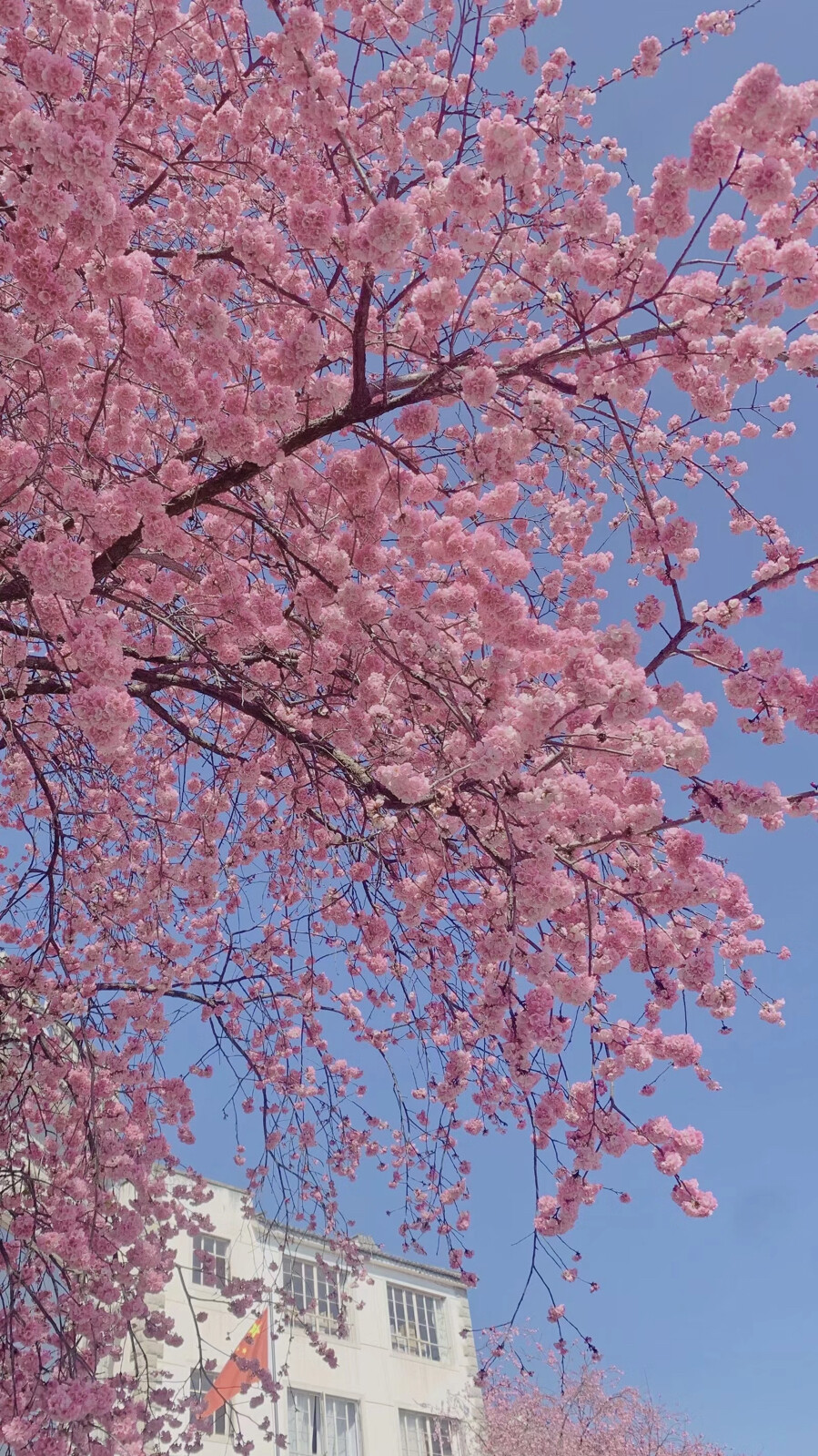 大理樱花