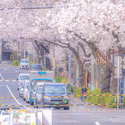 日系樱花背景图/自截/二传注明堆糖Rene7