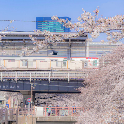 日系樱花背景图/自截/二传注明堆糖Rene7