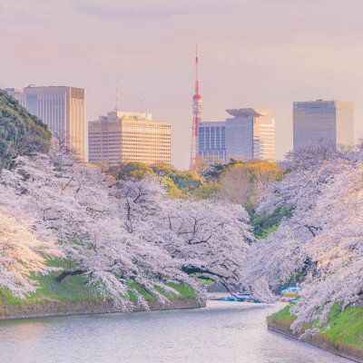 日系樱花背景图/自截/二传注明堆糖Rene7