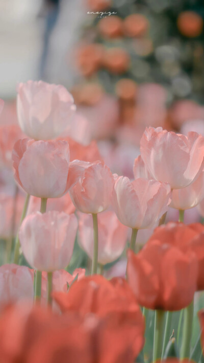 郁金香花语是：
祝福、永恒、博爱，
愿你星河入眼，
尽是世间温柔
摄影师/小野弋沢