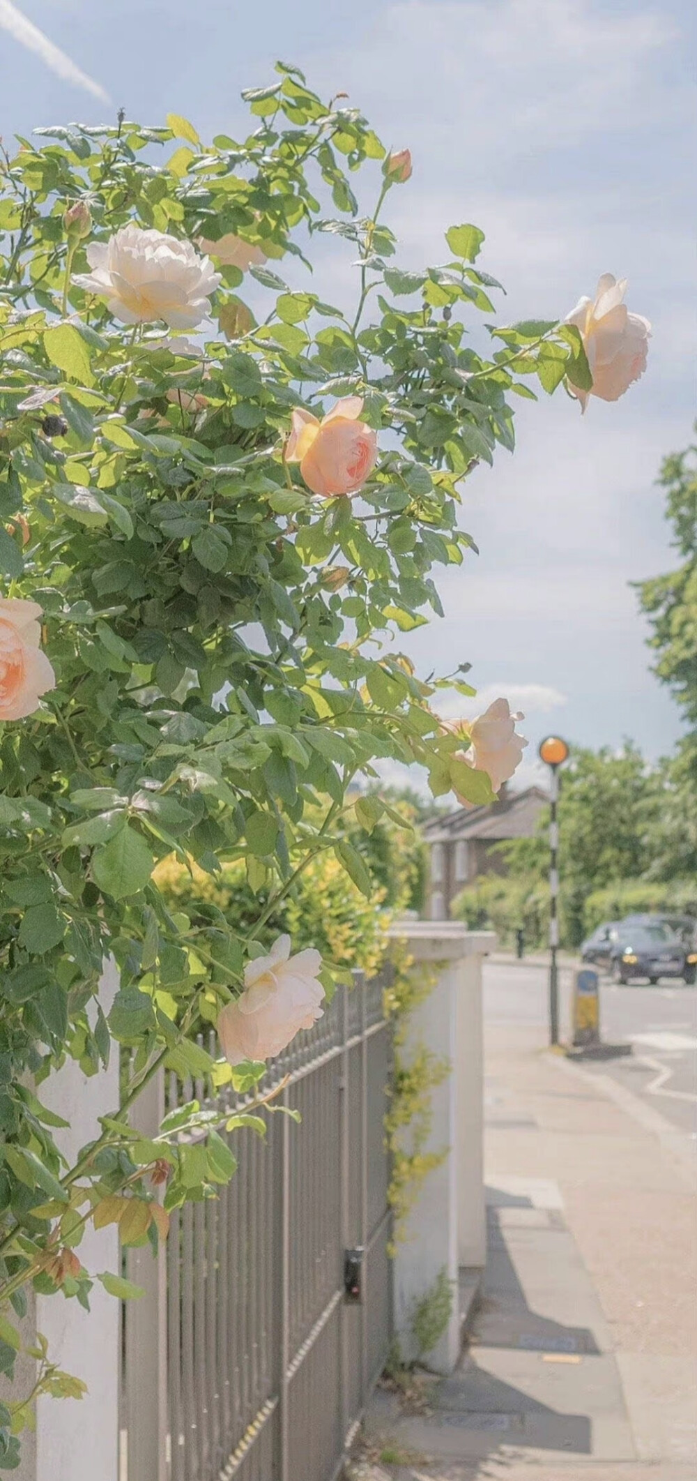 花花壁纸