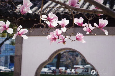 美丽的玉兰花遇到园林城市标志的建筑，
赋予了眼中景色古典的韵味，
我在苏州～