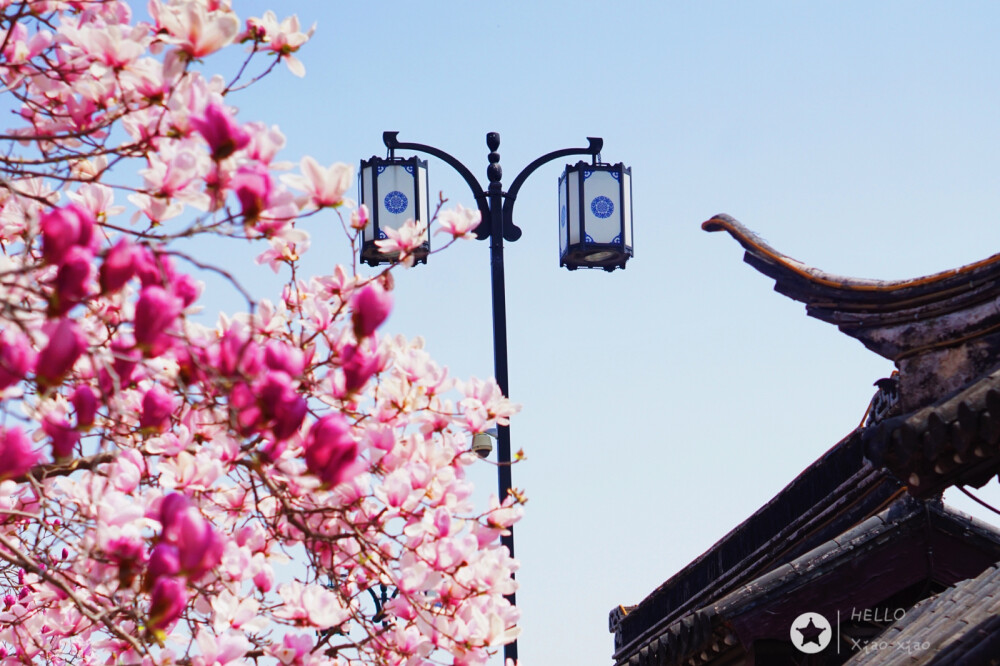 美丽的玉兰花遇到园林城市标志的建筑，
赋予了眼中景色古典的韵味，
我在苏州～