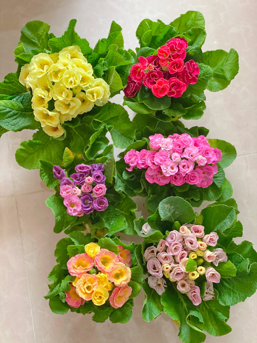 平凡日常
1、以前从不网购鲜花，嫌弃质量不好，这次几块钱网购了一大把银莲，真香。
2、雕刻的水仙开花了，根系白嫩丰富，好似一碗阳春面。
3、自己用玉线做的流苏，像一朵蓝紫色的合欢。
4、我的雪人，此刻已是天边一朵云☁️。
5、15的元宵，16的元宵花灯，想学扎灯笼。
6、和艺术家好朋友‍一起吃蛋糕画画。
7、过年买的报春花，一茬一茬地不断开放。
8、比我头大的佛手，“你快点拍！我脖子要断了！”
9、电线和天空和云彩组成的韵律感。