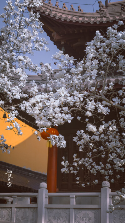 灵谷寺 玉兰