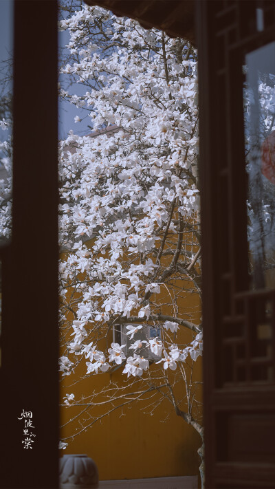 灵谷寺 玉兰