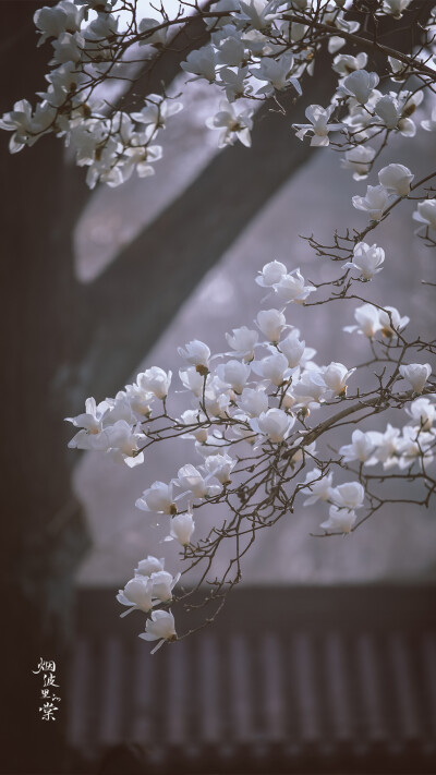 灵谷寺 玉兰