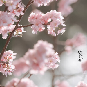 落日余晖下的椿寒樱 - 高清图片,堆糖,美图壁纸兴趣社区