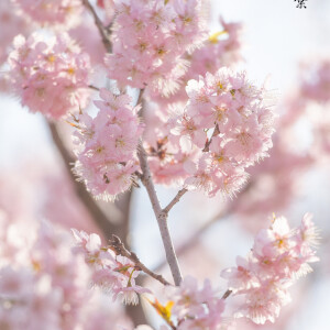 落日余晖下的椿寒樱 - 高清图片,堆糖,美图壁纸兴趣社区