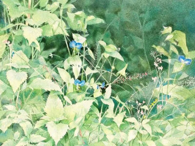 星野木绵的水彩