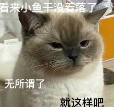 暹罗猫表情包