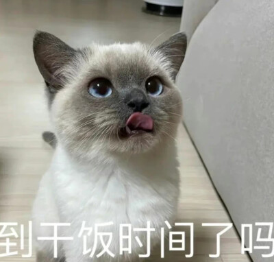 暹罗猫表情包