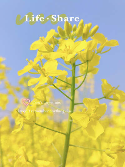 油菜花