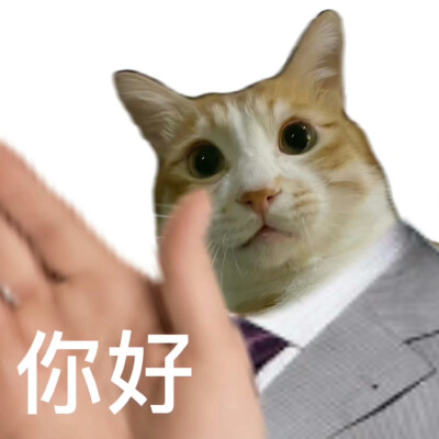 怪猫猫