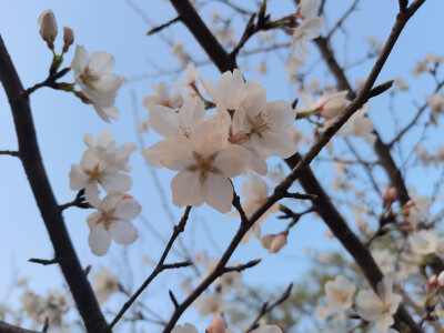 花花真的是很让人心动啊