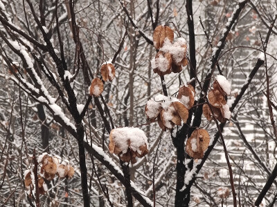 雪天