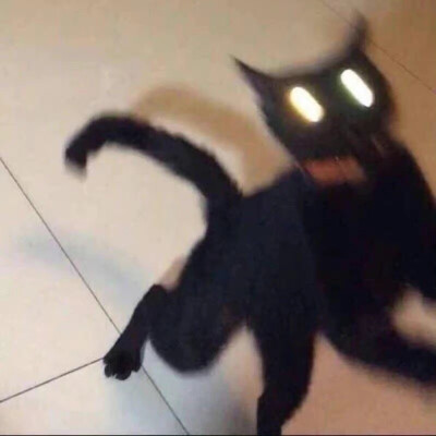 搞怪 猫咪 头像