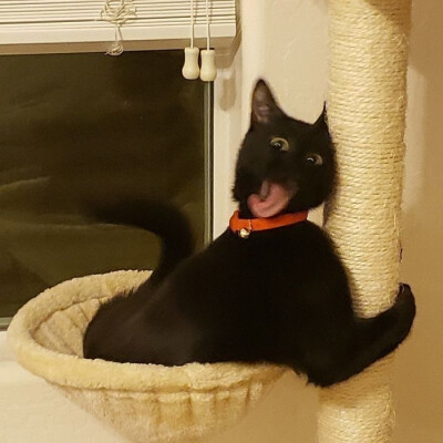 搞怪 猫咪 头像