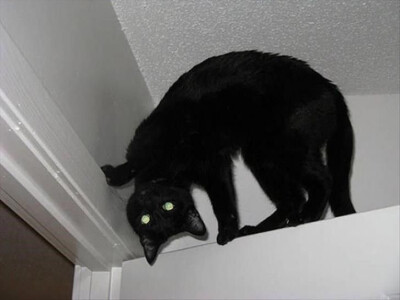 搞怪 猫咪 头像