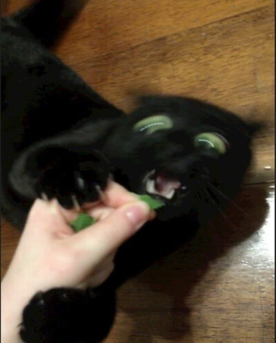 搞怪 猫咪 头像