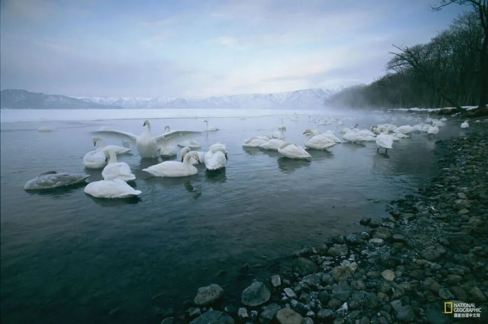 天鹅湖
日本北海道屈斜路湖（Lake Kussharo）上的大天鹅（Whooper swan）在清晨的阳光下游来游去。即使在冬天，温泉也能防止湖泊完全结冰，这为它们创造了一个完美的栖息之地。摄影：Tim Laman