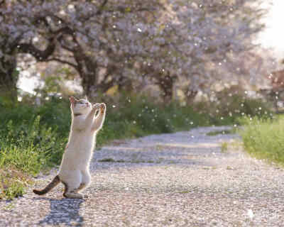 野良猫 天気の良い日はゴロゴロするにゃ 舞い散る花びら追いかけて