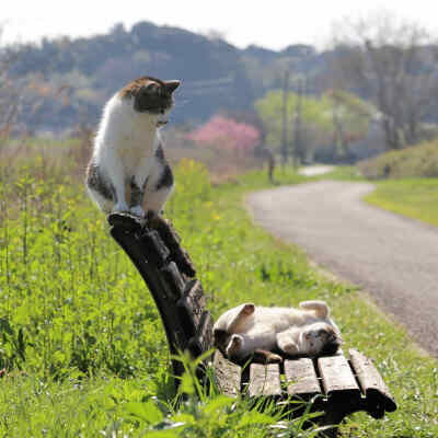 野良猫 天気の良い日はゴロゴロするにゃ 舞い散る花びら追いかけて