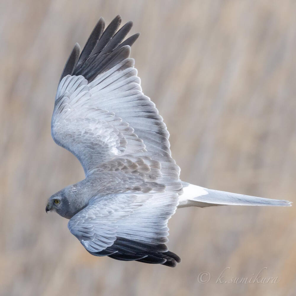 ハイイロチュウヒ Hen Harrier 白尾鹞 学名 Circus cyaneus 鹰科鹞属 多生活于沼泽以及牧场 野鳥 wildbirds ins：k.sumikura